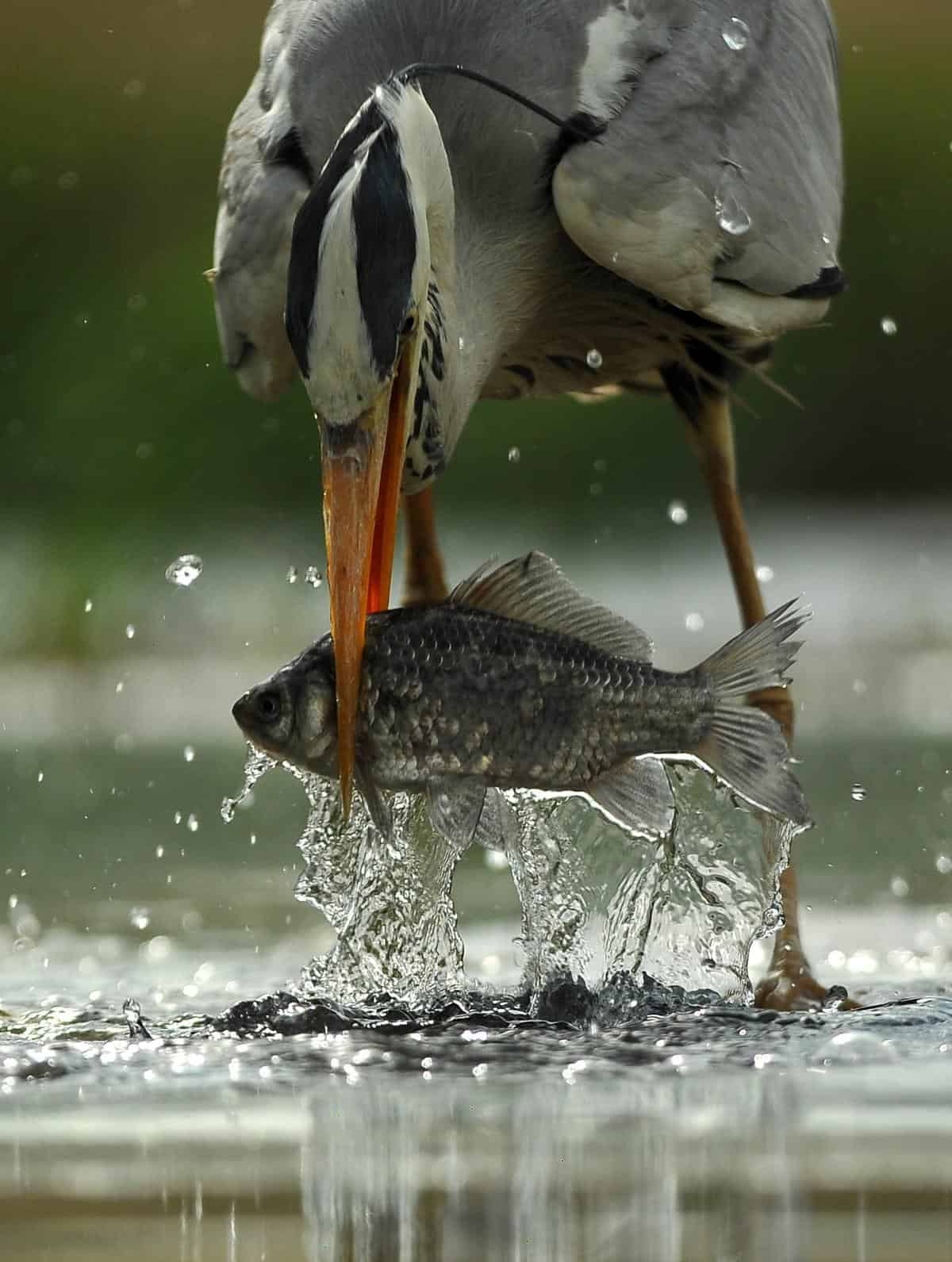 Пеликан ловит рыбу. Пеликан мешконос птица. Птицы питающиеся рыбой. Птица ловит рыбу. Цапля.