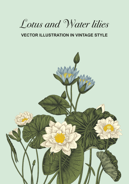 3 Vector background hoa sen tuyệt đẹp dành cho bạn - kho Stock