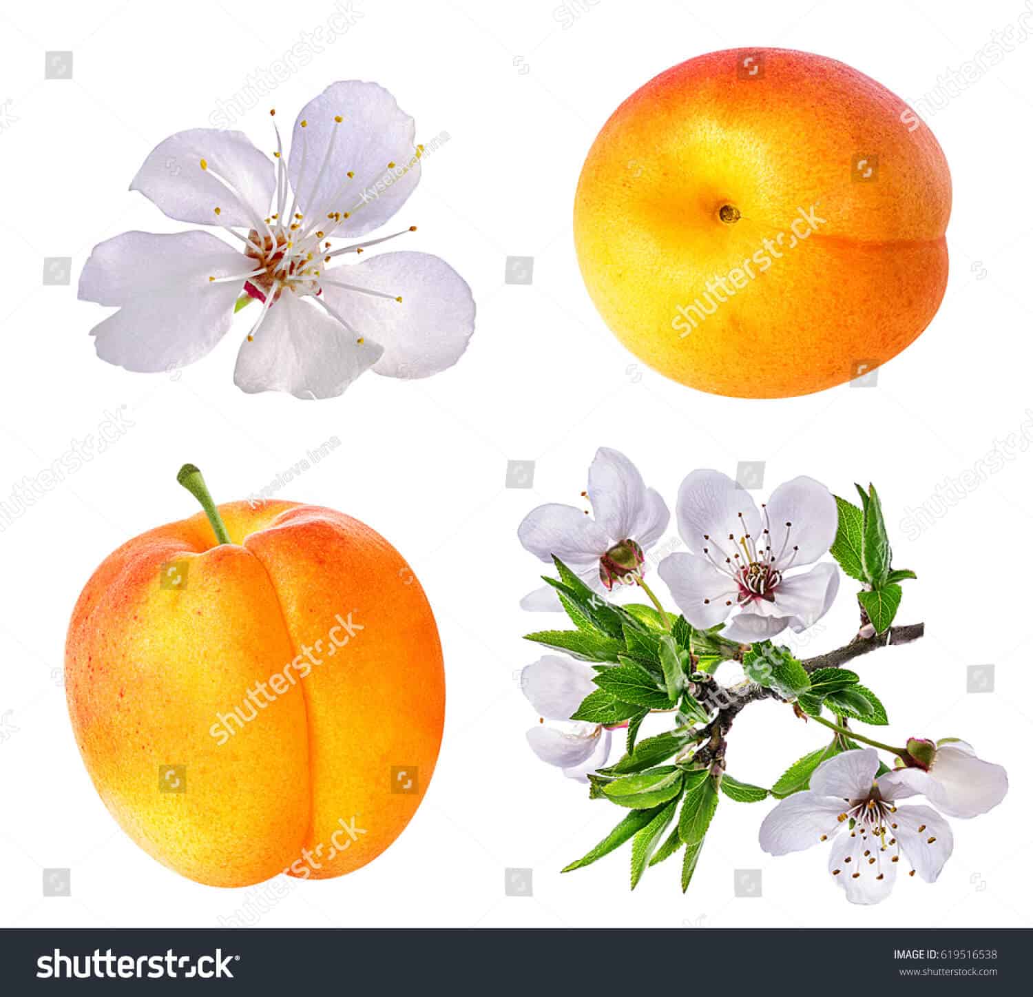 63 ngàn hình ảnh hoa mai trắng tuyệt đẹp chất lượng cao trên Shutterstock