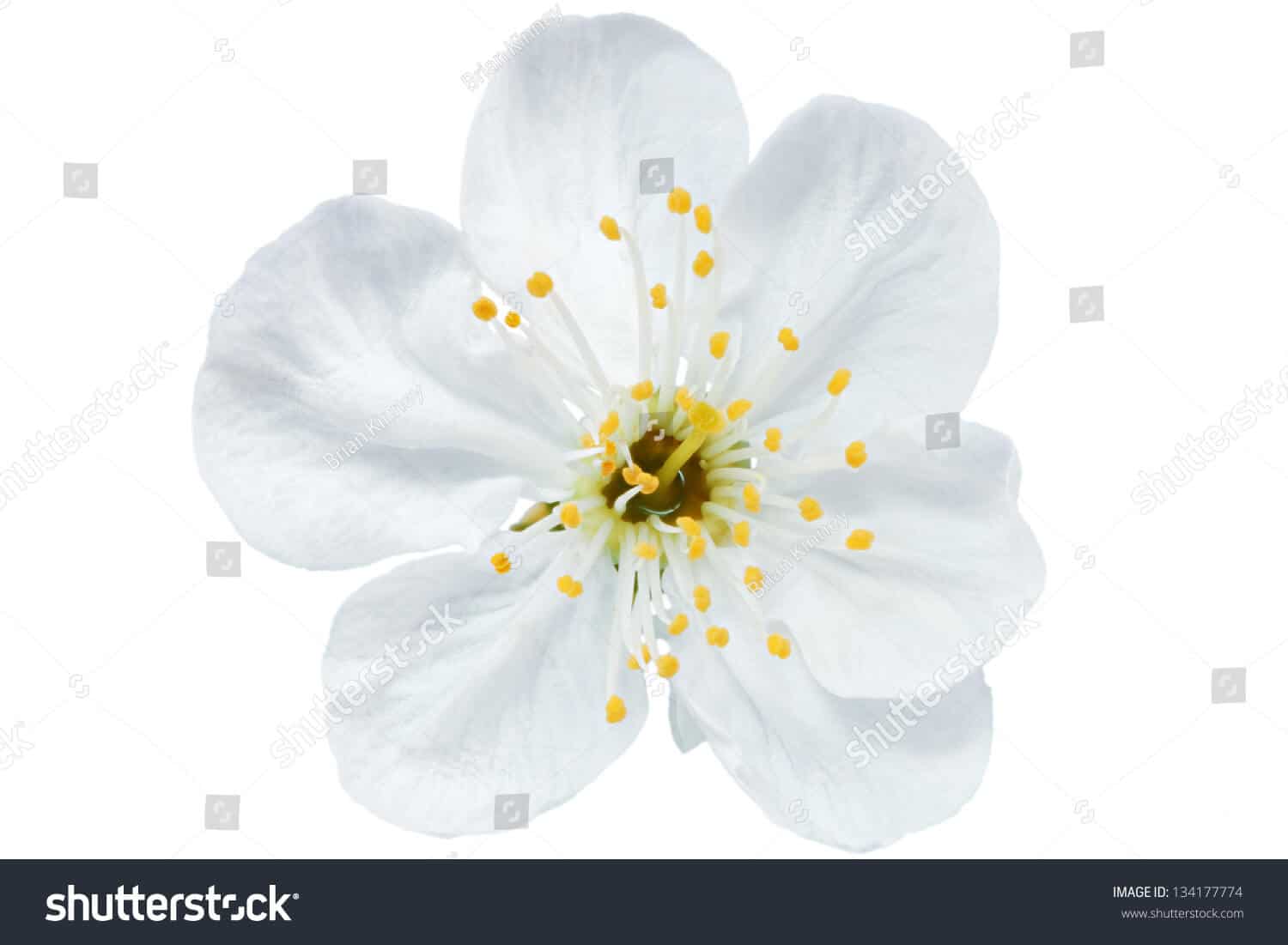 63 ngàn hình ảnh hoa mai trắng tuyệt đẹp chất lượng cao trên Shutterstock