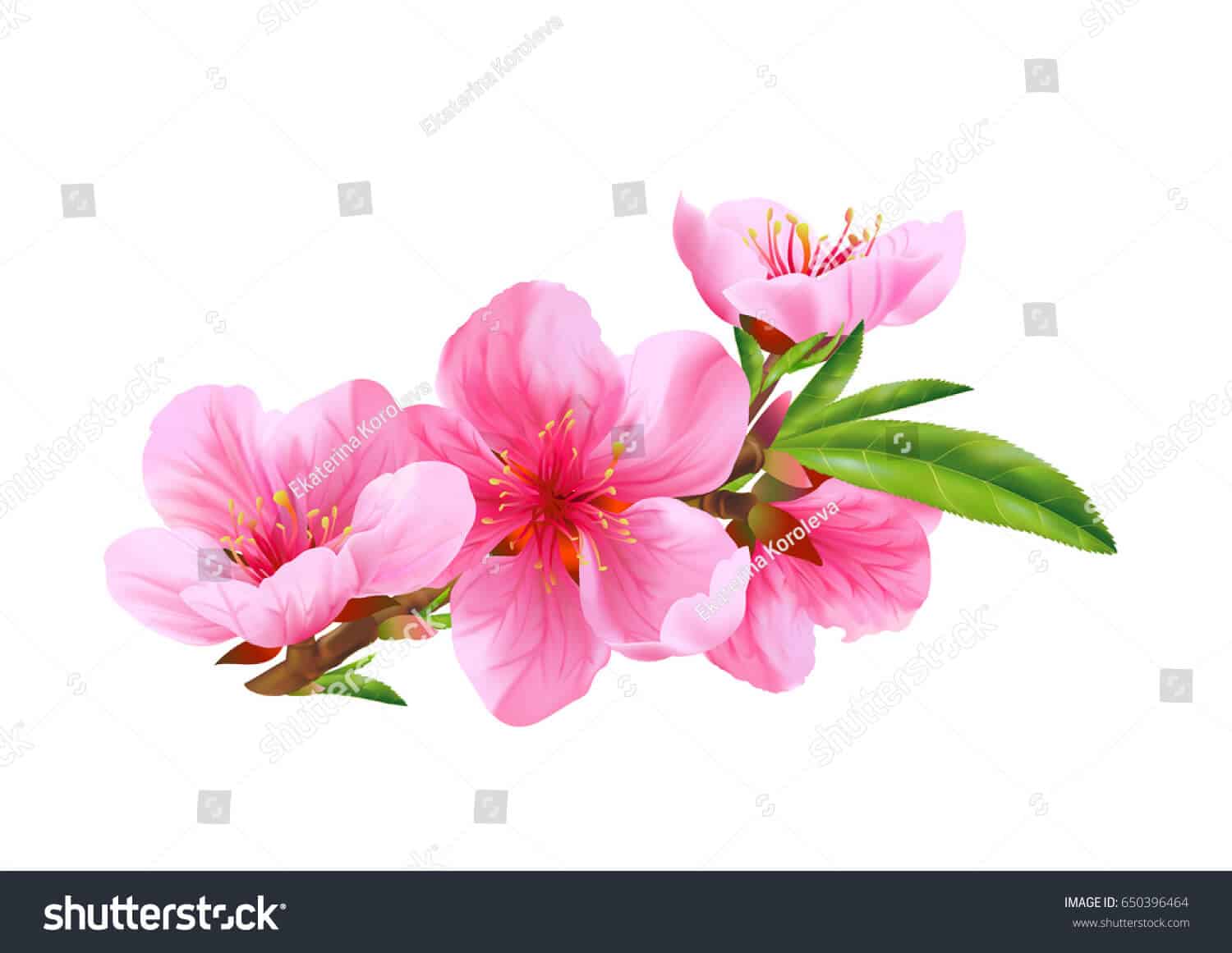 100 ngàn hình ảnh hoa đào chất lượng cao trên Shutterstock