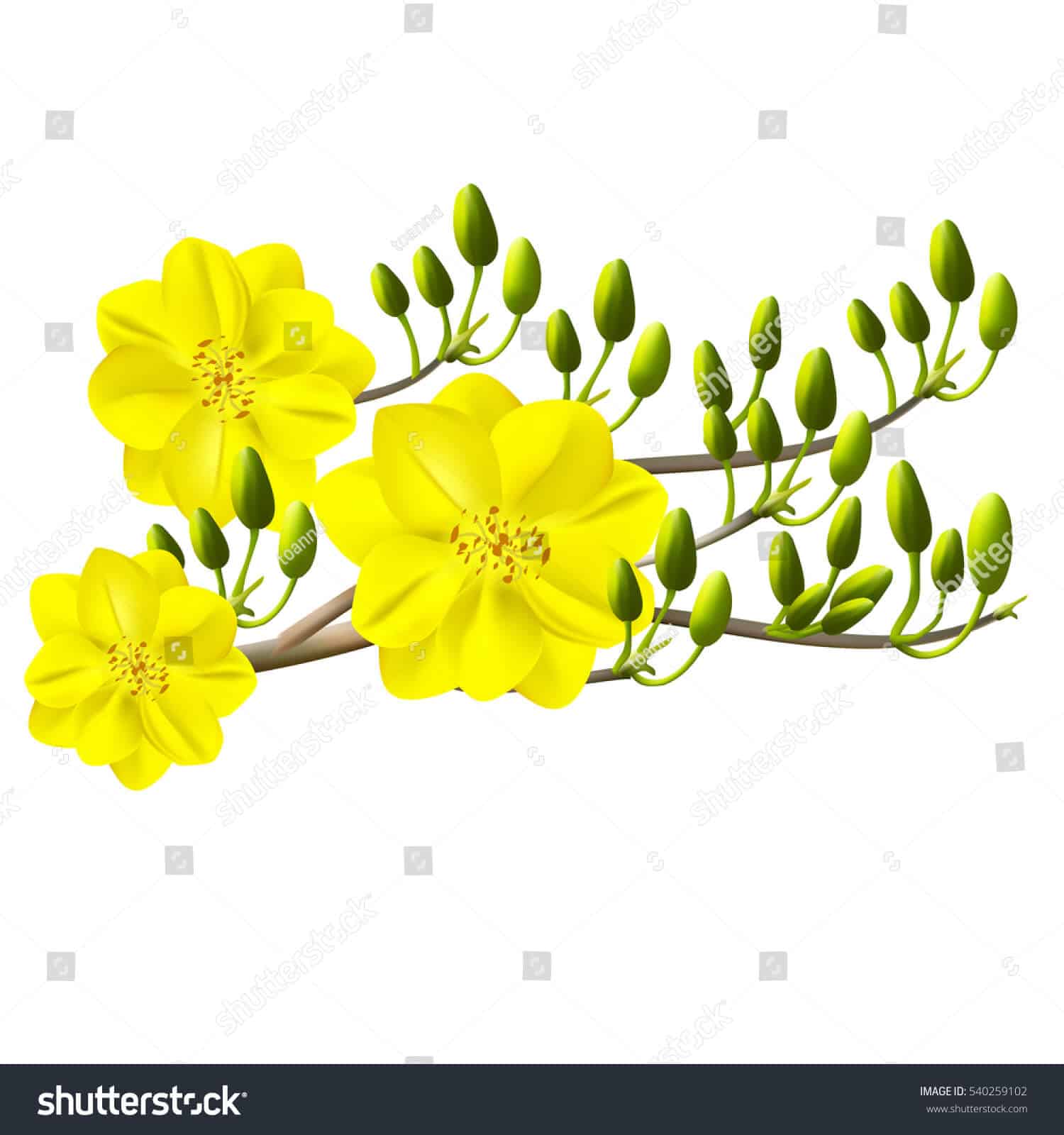 14 nghìn hình ảnh hoa mai vàng chất lượng cao trên Shutterstock