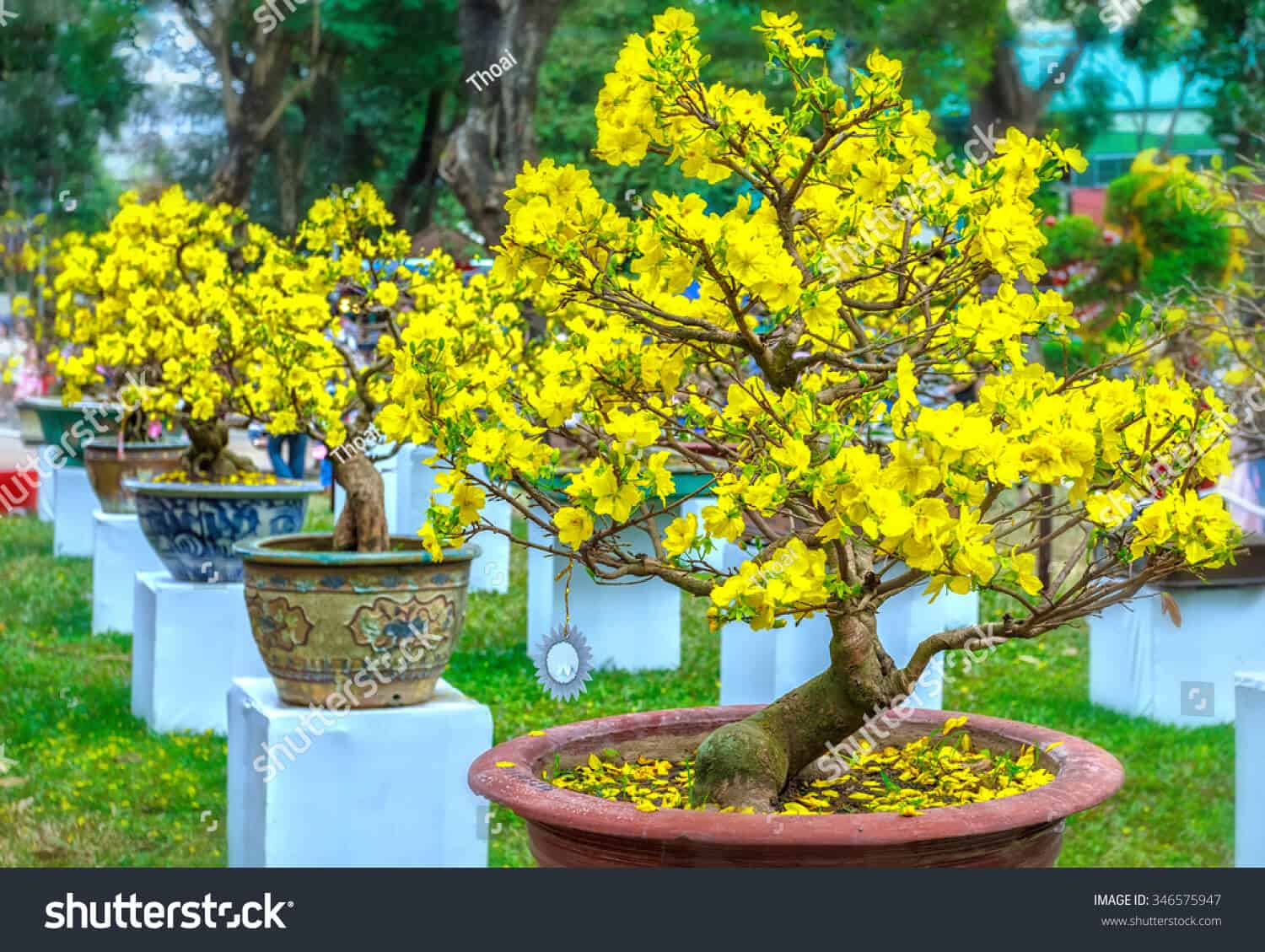 Những hình ảnh hoa mai đẹp nhất Việt Nam, hình ảnh cây hoa mai vàng ngày  tết đầu xuân năm mới 2020, xem ảnh hoa mai vàng tết Canh Tý cực đ… |