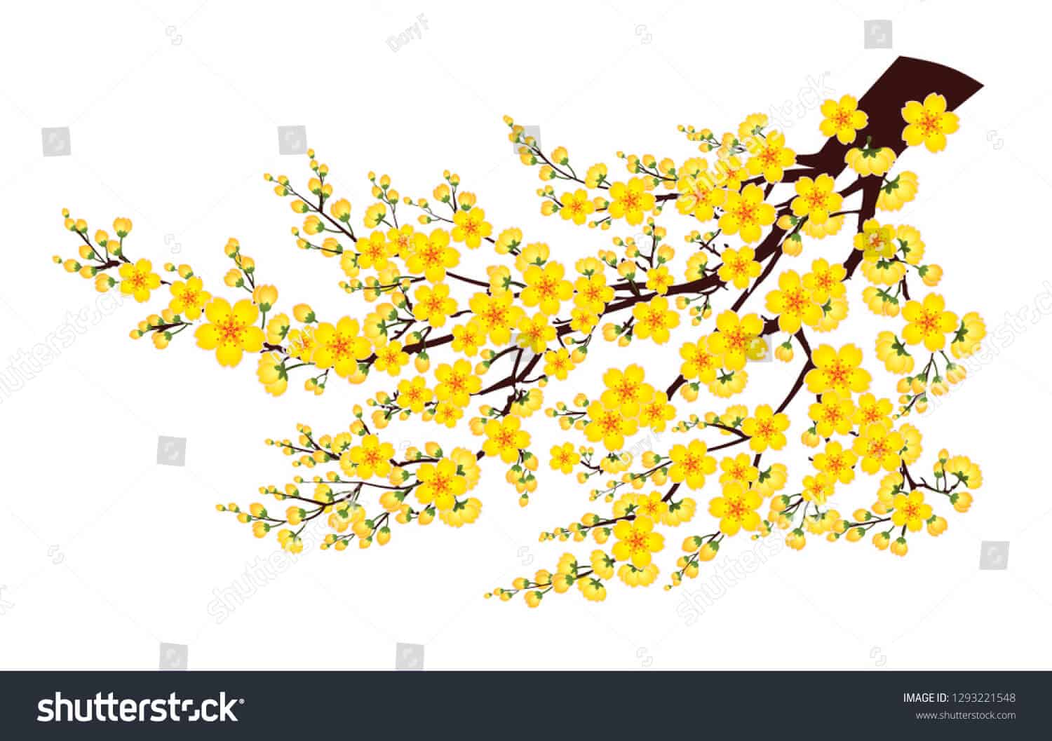 14 nghìn hình ảnh hoa mai vàng chất lượng cao trên Shutterstock