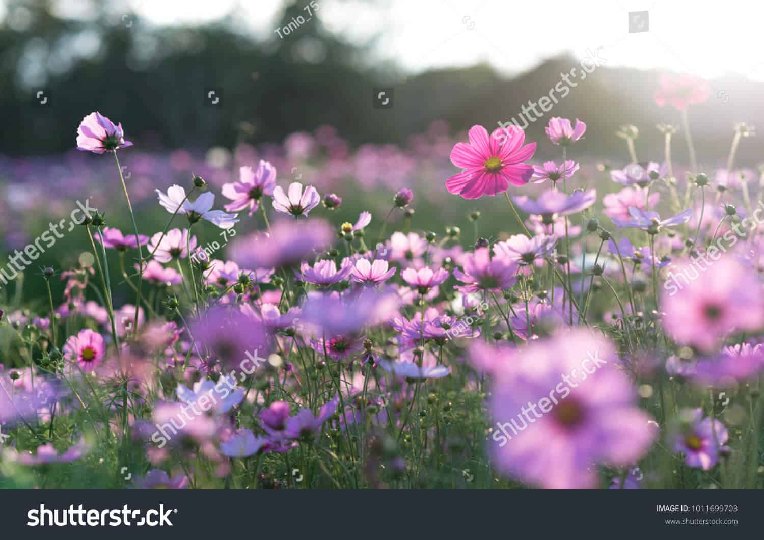 28 triệu hình ảnh hoa chất lượng cao dành cho ngày 8/3 trên Shutterstock