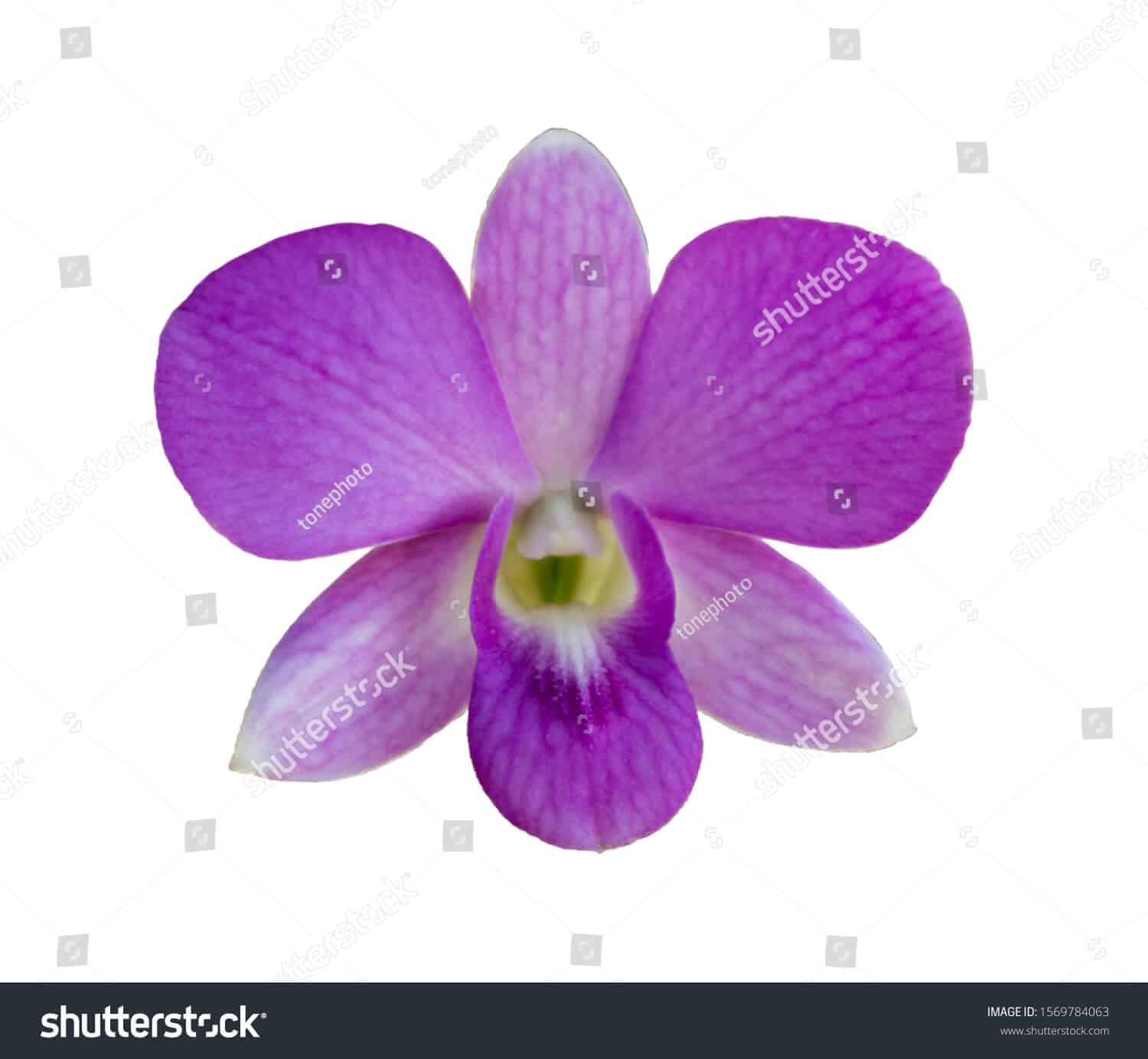 770 ngàn hình ảnh hoa lan chất lượng cao dành cho in ấn trên Shutterstock