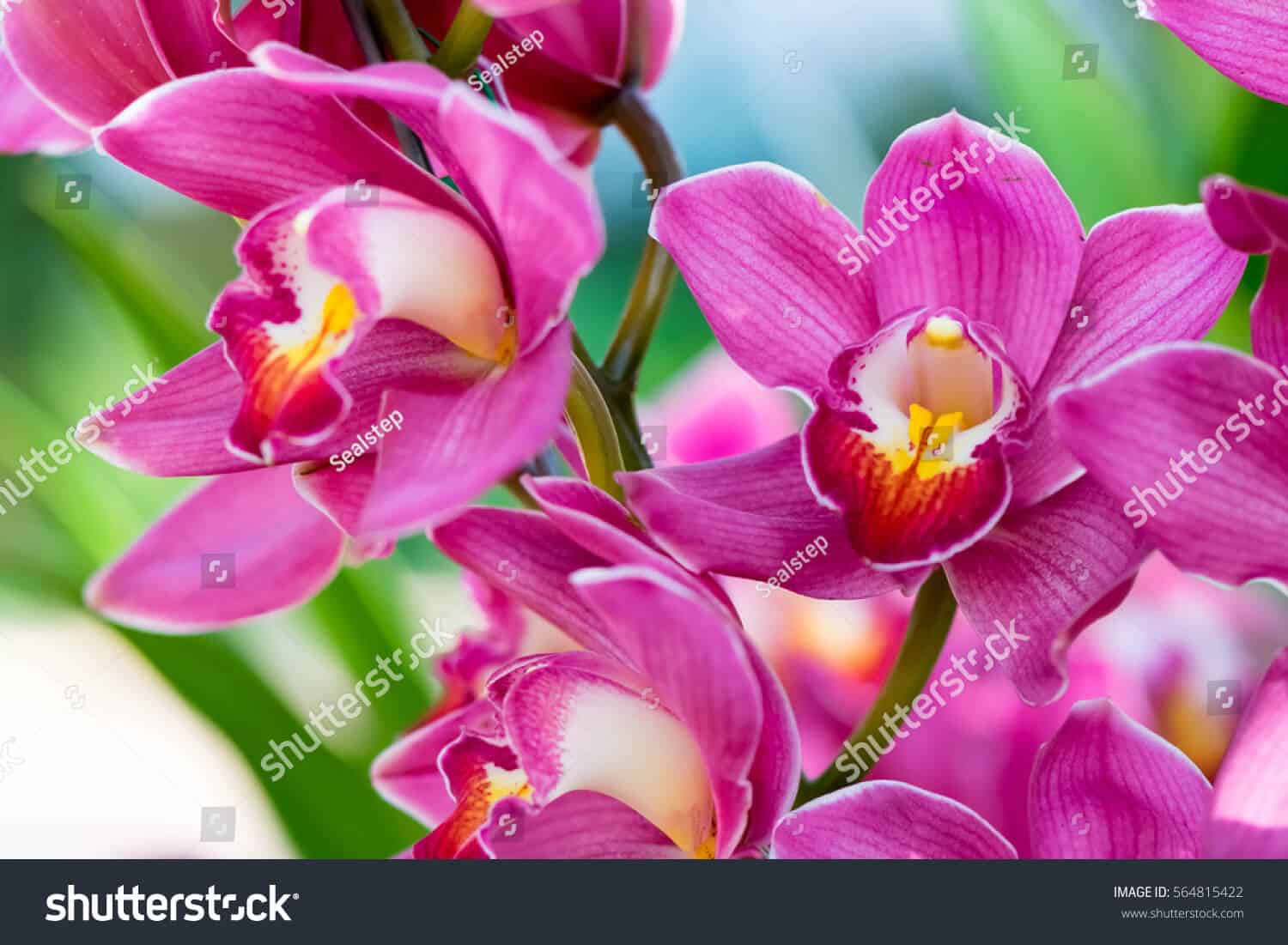 770 ngàn hình ảnh hoa lan chất lượng cao dành cho in ấn trên Shutterstock