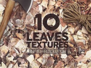 10 Textures lá cây khô - KS565