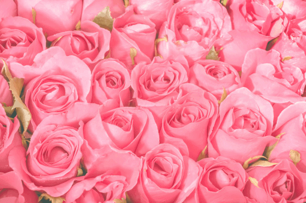 Bộ sưu tập hình ảnh hoa hồng Valentine chất lượng cao - KS492