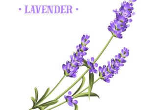 Hoa Lavender Vector tuyệt đẹp - KS1556
