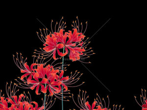 Vector hoa bỉ ngạn đỏ trên nền đen - KS3173