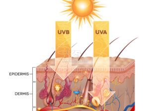 Vector bức xạ UVB và UVA xâm nhập vào da - KS3175
